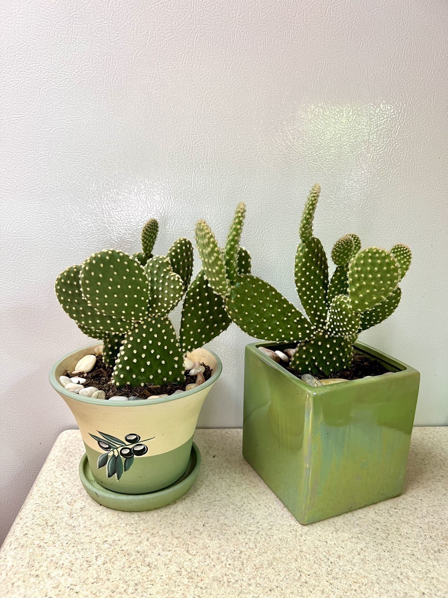 Cactus 🌵 Plants 🪴 