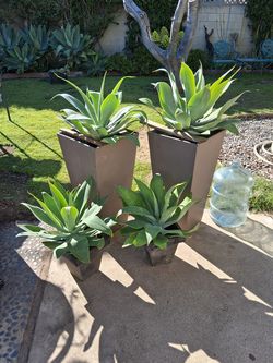 4 patio planters with blue agave plants