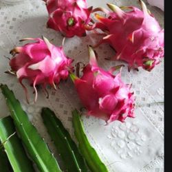 Red Pitaya Dragon Fruit Plant Cuttings Pitahaya Zamorano 