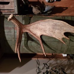 Large Wild Moose Antler Shed, Display, Craft, Cabin, Cottage