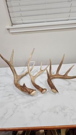 Natural Shed Deer Antlers – Set of 3