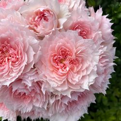 French Roses live plant 2 gallons Monique Darve