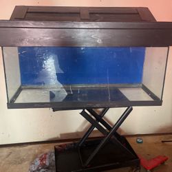 Fish Tank 