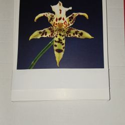 Greeting Cards 20 Cards.  20 Envelopes 