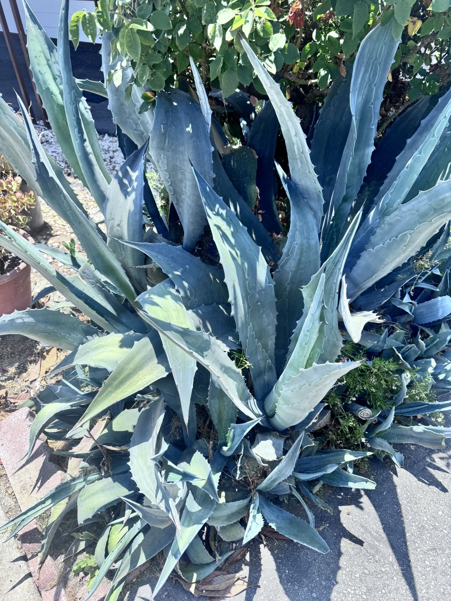 Blue Agave Plants  Free 