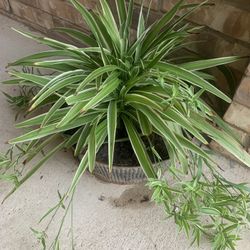 Spider plant!    Please!