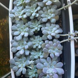 Suculent In White Ceramic Container