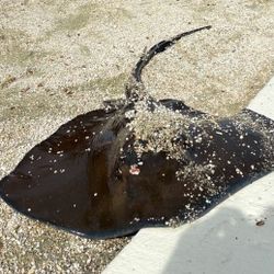 Land Based Fishing Charters Payed By The Hour. 