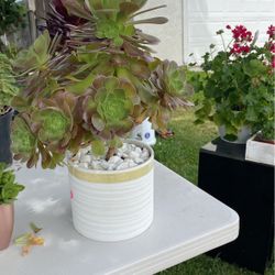 Succulent $20 White Pot