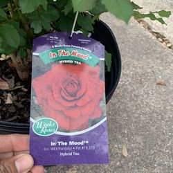 In the Mood rose