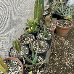 Succulents And Cacti - Buy Or Trade