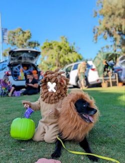 Adorable Dog's Lion Costume 