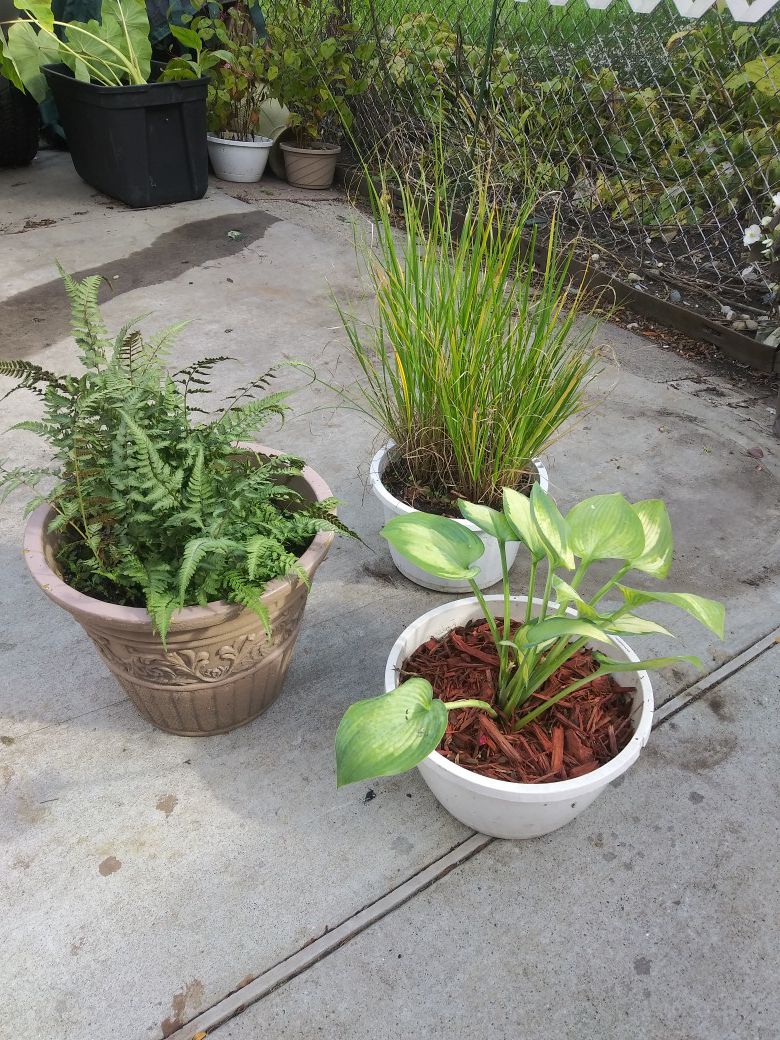 3 Perennial Potted Plants