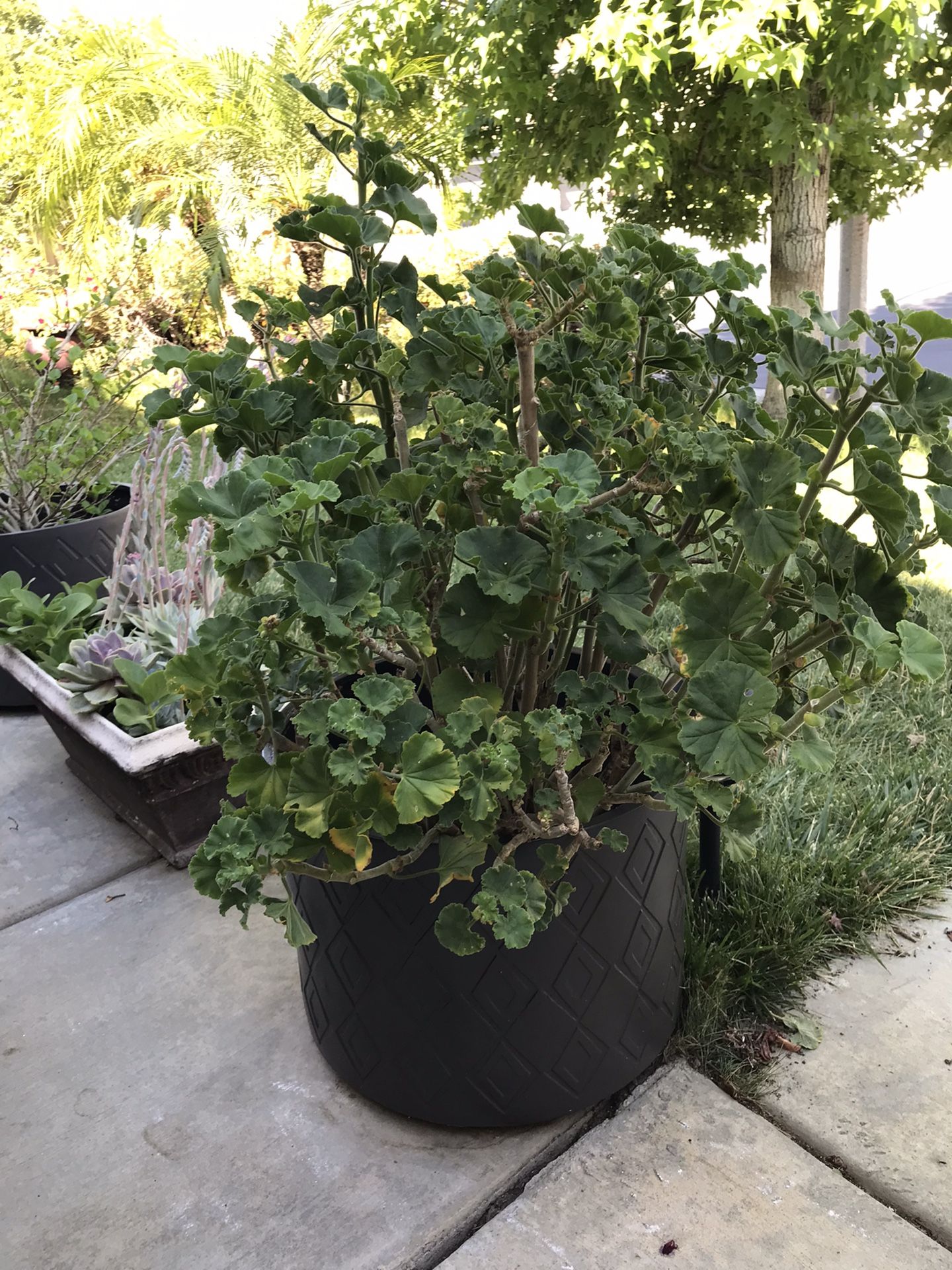 Hibiscus and red geranium plant In beautiful decorative pots