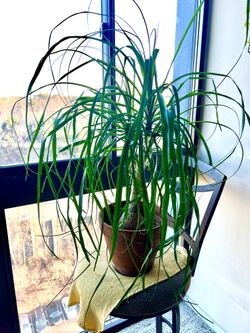 Large Lush Ponytail Palm (Beaucarnea recurvata)
