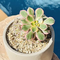 Crest Sunburn In Ceramic Pot 