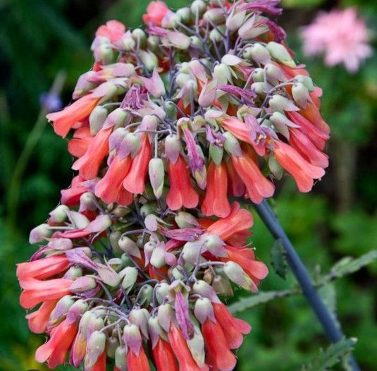 Mother Of Thousands Plant(big Pot)