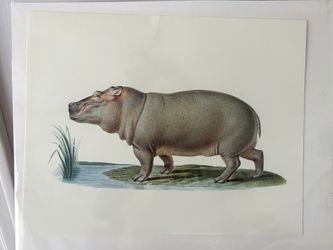 Vintage animal print French hippo illustration