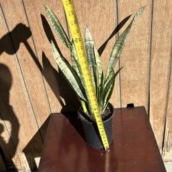 Lengua De Suegra/Snake Plant, Mother-In-Law 24 Inch 
