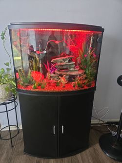 Fish tank