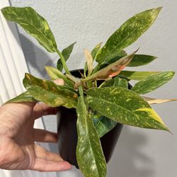 Variegated Philodendron Ring of Fire
