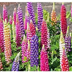 Beautiful Perennial Lupines. 50 Seeds. Heirloom, NonGMO, Organic Multicolor Seeds. Sow now!