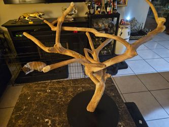 bird parrot stand