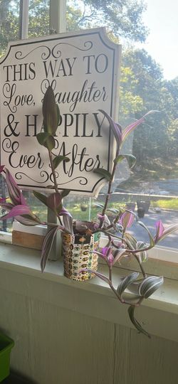 Beautiful Pink Tradescantia Plant 