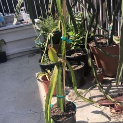 Physical Graffiti Dragon Fruit plants- around 24 inches with branches 
