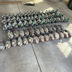 Duck Decoys 