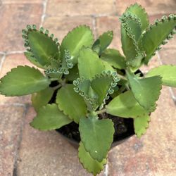 Kalanchoe pinnata - Mother Of Thousands 🪴