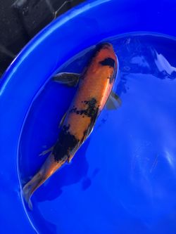 Koi Butterfly And Standard