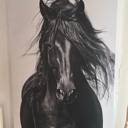 Horse Canvas Painting