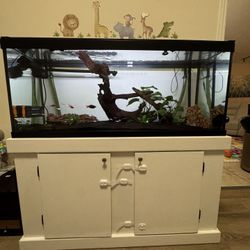 Fish Tank 70GL 