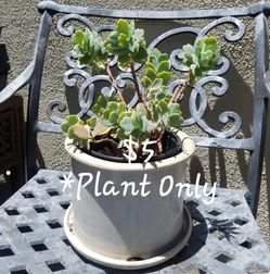 Verigated Succulent Plant Flowers r Pink (*NOT white pot)