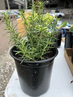 Rosemary Plant 🪴 $5.00