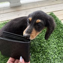Lv Men’s Wallet