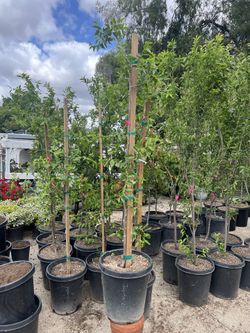 🌳 Jujube ‘Li’ Tree for Sale | Sweet & Crisp Fruit
