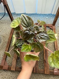 Peperomia pet friendly plant