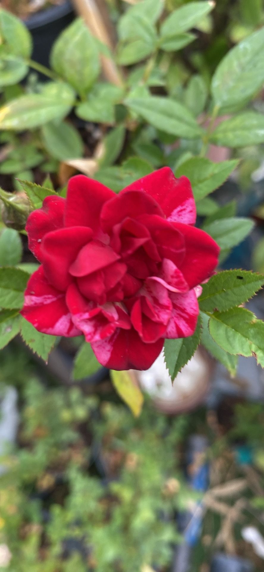 Miniatura Rosal