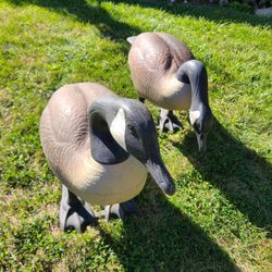 Goose Decoys  Or Yard Decor