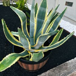 Agave Americana 