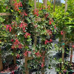 🌺 Plant: Coral Honeysuckle Vine