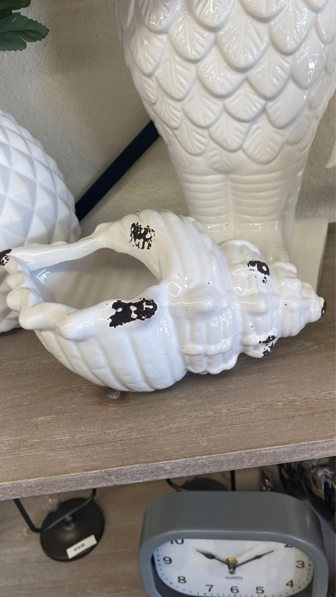 Sea shell