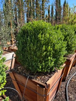 Boxwood globes
