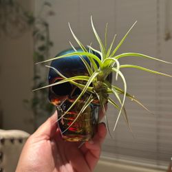 Air Plants Skull