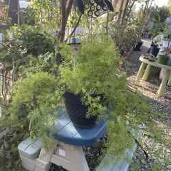 Green Plant