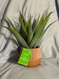 Ashland Faux Echeveria in Ceramic Pot