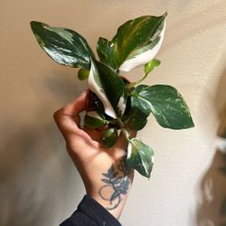 Philodendron Red Anderson