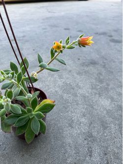 Blooming now succulent